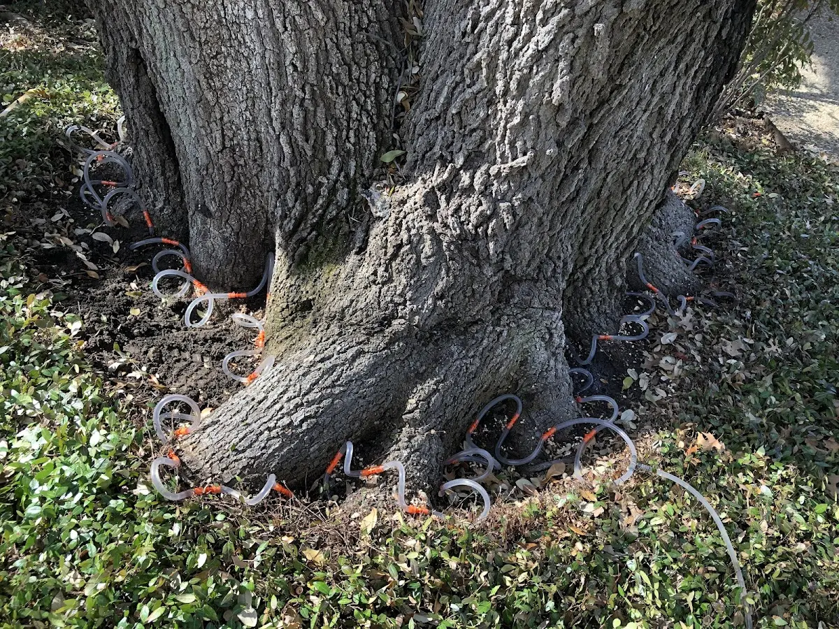 Detailed Tree Cabling and Bracing job site in Saint Leo
