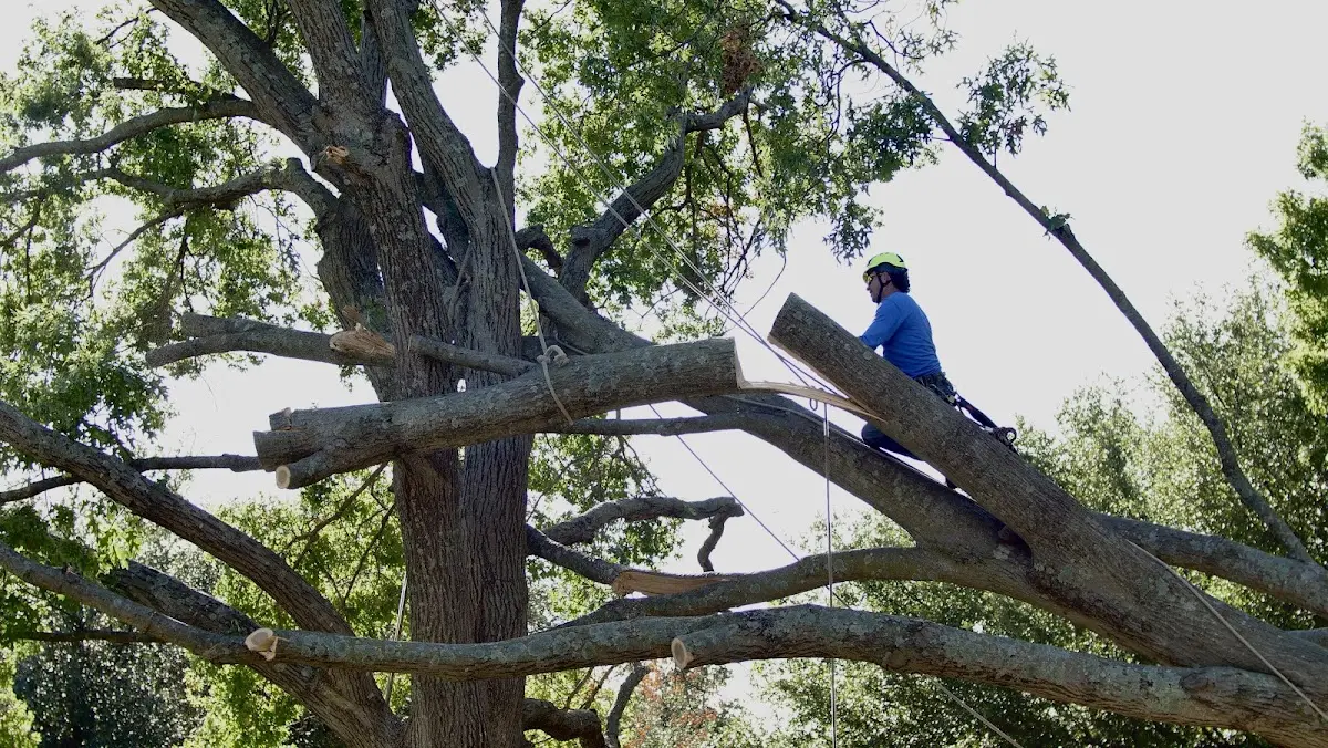 Professional Hazardous Tree Removal performed by certified arborists in Saint Leo
