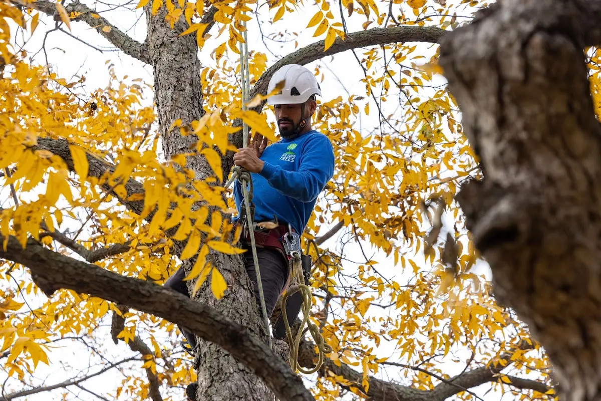 Skilled Tree Pruning crew working in Saint Leo